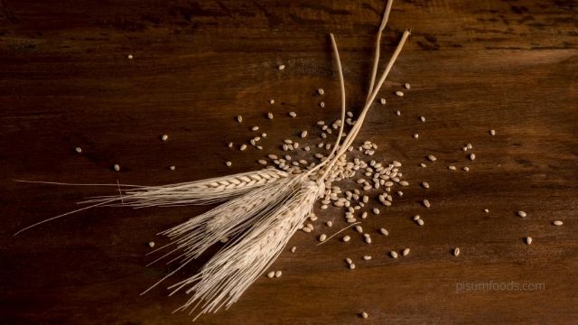 Barley - Kings of Cereals