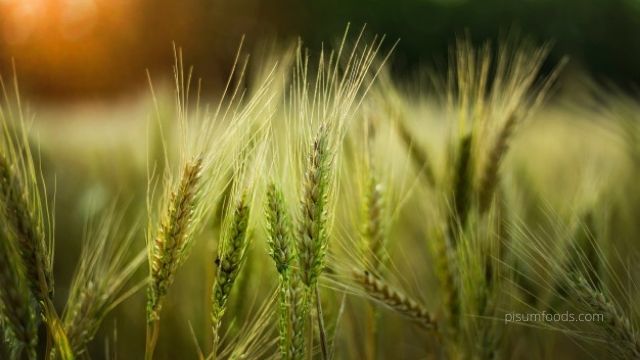 Wheat Products