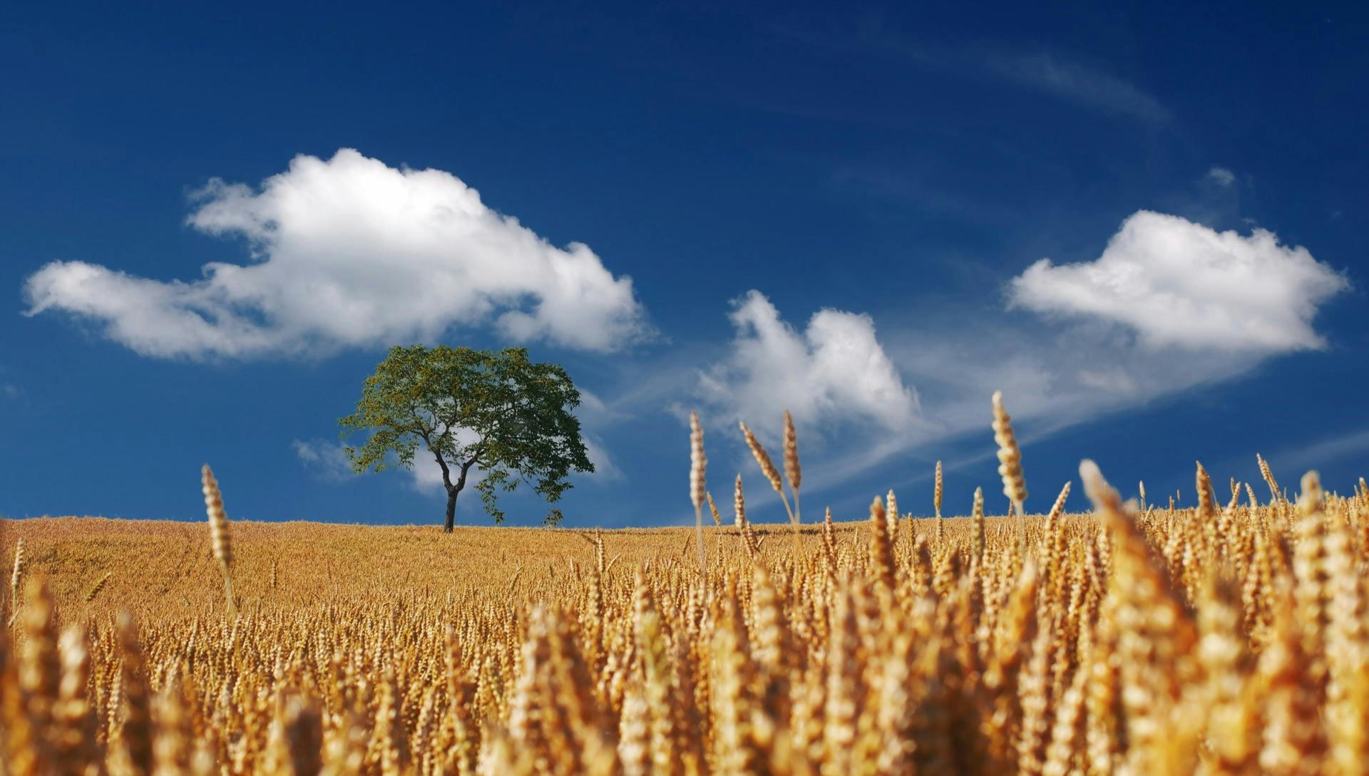 agricultural products classification in india