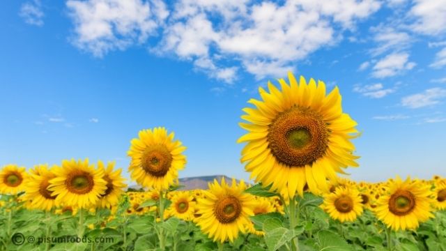 agriculture sustainable food system