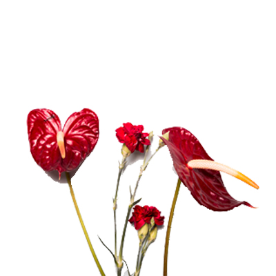 Anthurium